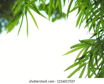 Green Bamboo Leaves On White Background