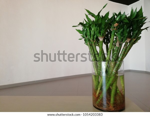 Green Bamboo Leaves Stalk Clear Vase Stock Photo Edit Now 1054203383