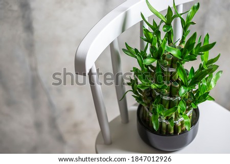 Green bamboo plant in a pot on a white chair. Small plants in a vase to decorate the house and office building. Space for text