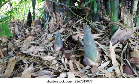Green bamboo shoots on the ground. Newborn bamboo on the ground beside bamboo clumps grown in organic farms with copy space. Selective focus