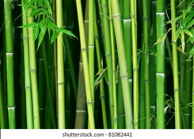 green bamboo stems close up - Powered by Shutterstock