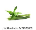 Green bamboo stems on white background