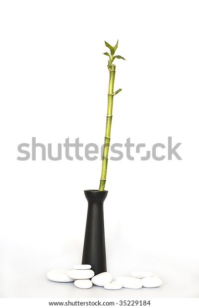 Green Bamboo Stick Black Vase On Stock Photo Edit Now 35229184