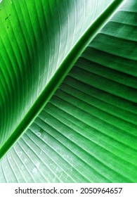 Green Banan Leaves View From Above