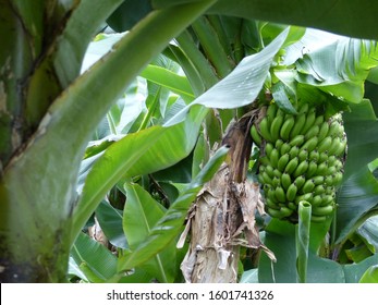 Bananenbaum Bilder Stockfoton Och Vektorer Med Shutterstock