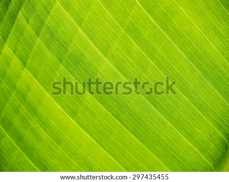 green banana leaf close up