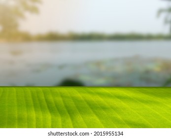 Green banana leaf counter at sunrise in the swamp at dawn. Can be used as a display stand for presentations and advertisements.
