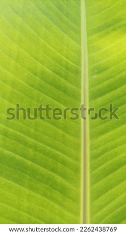 Green banana leaf texture with veins and linear lines
