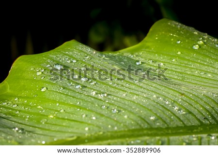 Similar – green grün Blatt Pflanze