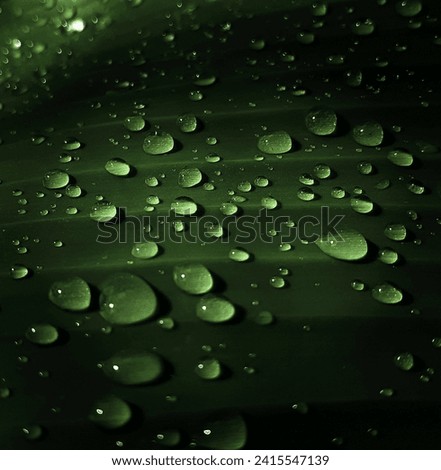 Green banana leaf with water drops-waterdroplets,drop of water on tropical banana palm leaf,dark green foillage,dewdrops on dark banana leaf,nature background,cinematic,wallpaper,texture 