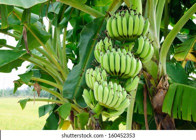 Green Banana Trees And Fruits In Banana Farm