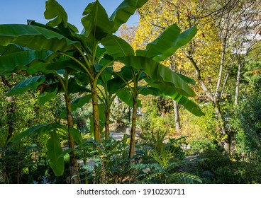 バナナの木 の画像 写真素材 ベクター画像 Shutterstock