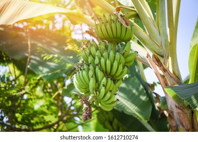 Green Bananas In The Garden On The Banana Tree Agriculture Plantation In Thailand Summer Fruit