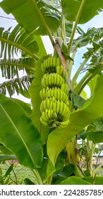 Green bananas in the garden on the banana tree agriculture plantation in Indonesia summer fruit

