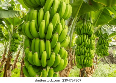 Green bananas growing on trees. Green tropical banana fruits close-up on banana plantation. Tenerife banana plantations in Tenerife, Canary islands, Spain. Agriculture and banana production concept - Powered by Shutterstock