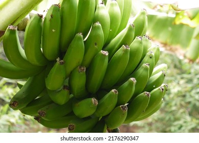 Green bananas from platan family growing on the tree on Tenerife island.