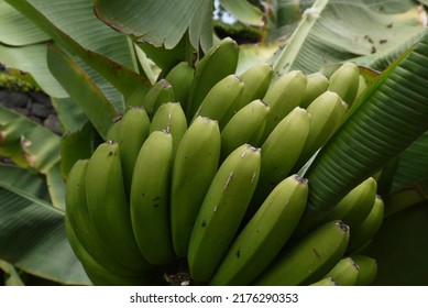 Green bananas from platan family growing on the tree on Tenerife island.
