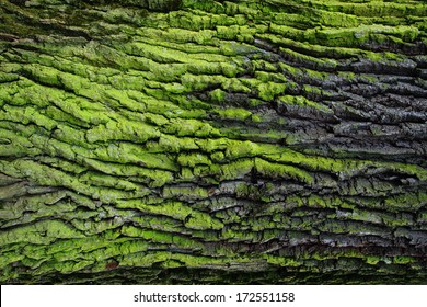 green bark background