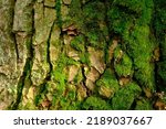 green bark background with moss on the bark.