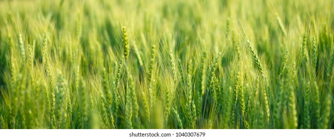 Green Barley Field