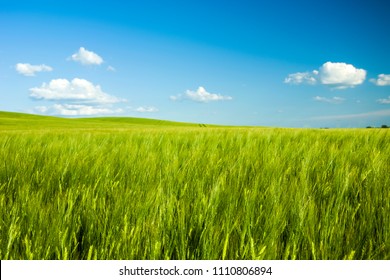 Green Barley Field And Blue Sky