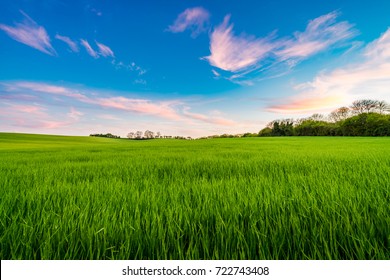 Green Barley Field At Sunset 