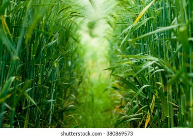 Green Barley Stalks In The Barley Field 