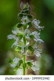 Green Basil Flower in Garden - Shutterstock ID 1999951940