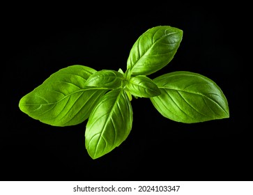 Green Basil Leaf Isolated On Black Background