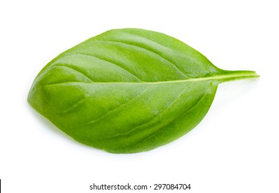 Green Basil Leaf Isolated On White Background