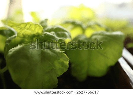 green basil leaf surface texture