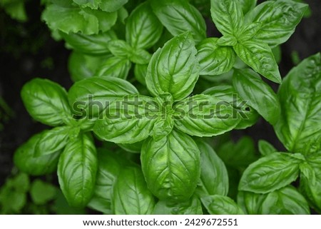 green basil leaf texture as a background, basil leaves closeup, green background basil leaf texture, growing basil in the garden, sustainable development in food	
