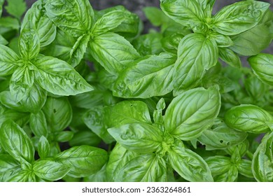 green basil leaf texture, basil leaves closeup, green background basil leaf texture, growing basil in the garden, sustainable development in food