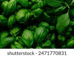 Green basil leaves background with lush organic plant texture and aromatic culinary ingredient for vegetarian cooking. Showcasing the natural and healthy full frame top view of this fresh