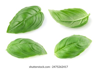 Green basil leaves isolated on white background