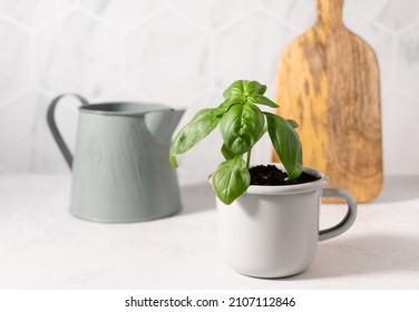 Green Basil Plant In Metal Mug On Kitchen Table. Home Decoration. Planting Seedlings Indoors