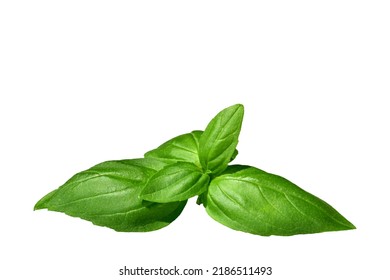 Green Basil Sprig Isolated On White Background