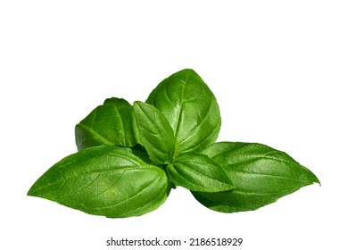 Green Basil Sprig Isolated On White Background