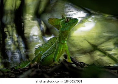 Basiliscus の画像 写真素材 ベクター画像 Shutterstock
