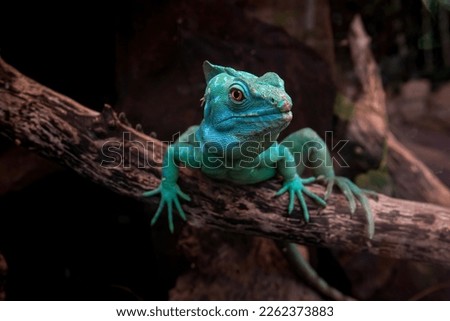 Green basilisk (Basiliscus plumifrons) or lizard helmet-bearing Basilisk. Close up view