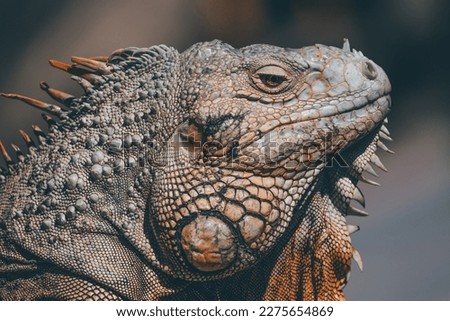 The Green Basilisk, also known as the Green Crested Basilisk, is a lizard native to Central and South America. Its scientific name is Basiliscus plumifrons. One of the most distinctive features of thi