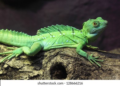 Green Basilisk Lizard