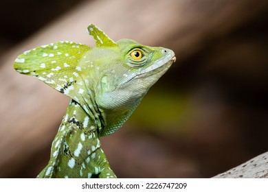 Green Basilisk Lizard In Costa Rica