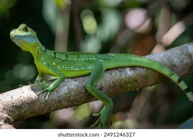 Green Basilisk Lizard Sunning Itself on a Tree Branch - Powered by Shutterstock