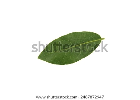 Green bay leaf, Bay tree, Laurus nobilis,  isolated on white background
