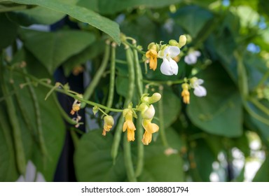 Green Bean Blossoms. Focus On Yellow And White Flowers With Blurred And Defocused Beans/pods And Leaves. Blue Lake Pole Bean Plants Growing In Roof Top Garden. Concept For Self-sufficient Gardening.