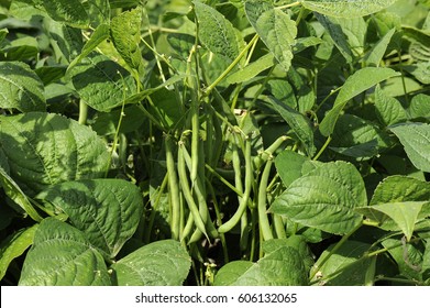 Green Bean In Field