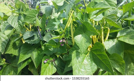 Green Bean Plant With Beans