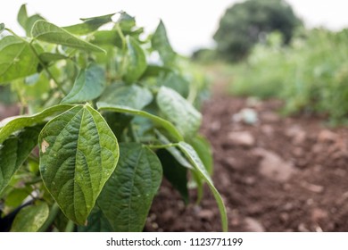 Green Bean Plant. Close-up Of A Leaf