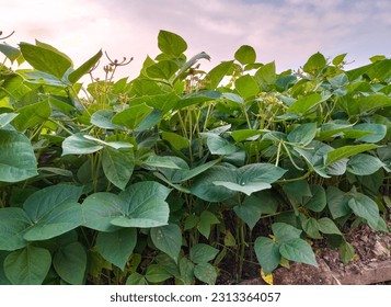 Green bean pods plantation. Fresh green beans growing on a plant in a vegetable garden. Rich harvest of beans. Selective focus. - Powered by Shutterstock